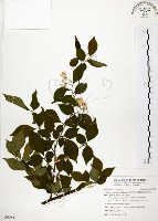 藏品(烏皮九芎、奮起湖野茉莉)的圖片