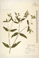 藏品(豨薟)的圖片