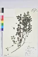 藏品(紅仔珠)的圖片