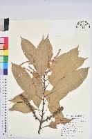 藏品(短尾葉石櫟、嶺南柯`東南石櫟)的圖片