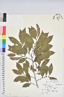 藏品(刺杜密)的圖片