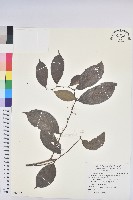 藏品(披針葉饅頭果)的圖片