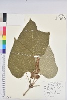 藏品(野桐)的圖片