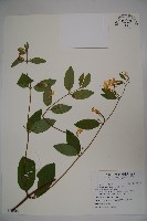 藏品(裡白忍冬、紅腺忍冬)的圖片