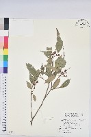 藏品(粗糠柴)的圖片