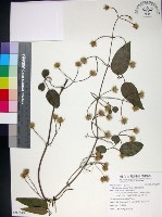 藏品(麥氏鐵線蓮)的圖片