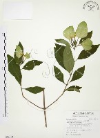 藏品(毛玉葉金花)的圖片