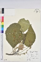 藏品(血桐)的圖片