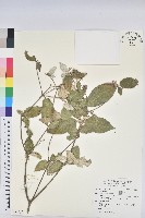 藏品(裡白巴豆)的圖片