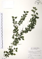 藏品(燈稱花、烏雞骨)的圖片