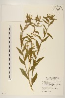 藏品(白頂飛蓬)的圖片