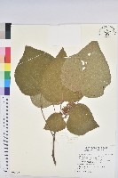 藏品(野桐)的圖片