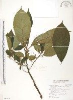 藏品(水冬瓜)的圖片