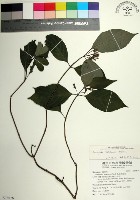 藏品(台北玉葉金花)的圖片