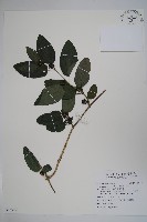 藏品(絨毛芙蓉蘭)的圖片