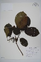 藏品(破布烏)的圖片