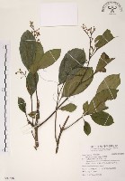 藏品(山香圓)的圖片