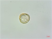 藏品(蓬萊藤)的圖片