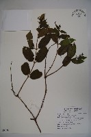 藏品(裡白忍冬、紅腺忍冬)的圖片