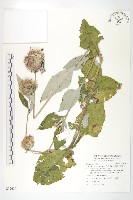 藏品(臺灣青木香)的圖片