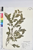 藏品(白飯樹)的圖片