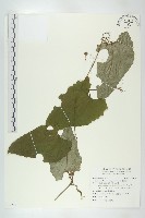 藏品(芋葉括樓)的圖片