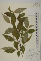 藏品(佩羅特木)的圖片