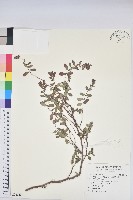 藏品(紫斑大戟)的圖片