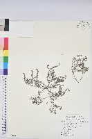 藏品(伏生大戟)的圖片