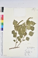 藏品(烏臼)的圖片