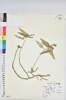 藏品(白苞猩猩草)的圖片