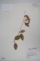 藏品(毬蘭)的圖片