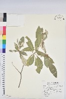 藏品(裡白巴豆)的圖片