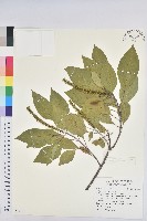 藏品(白臼)的圖片