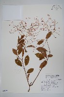 藏品(酸藤)的圖片