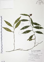 藏品(柚葉藤)的圖片