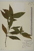 藏品(草珊瑚、紅果金粟蘭)的圖片