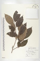 藏品(俄氏柿)的圖片