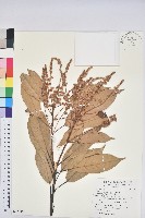 藏品(短尾葉石櫟、嶺南柯`東南石櫟)的圖片