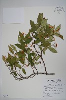 藏品(臺灣絡石)的圖片