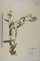 藏品(日本假蓬)的圖片