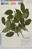 藏品(中原氏鼠李)的圖片