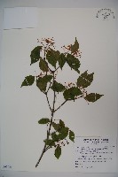 藏品(紅子莢迷)的圖片