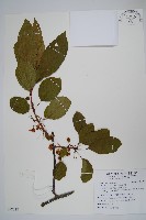 藏品(硬齒獼猴桃)的圖片