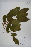 藏品(硬齒獼猴桃)的圖片