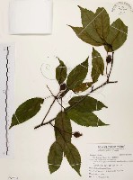 藏品(臺灣蘋果)的圖片