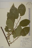 藏品(大葉南蛇藤)的圖片