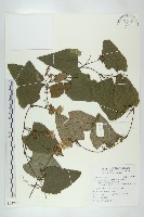 藏品(芋葉括樓)的圖片