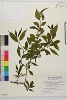 藏品(畢祿山鼠李)的圖片