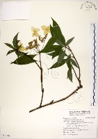 藏品(華八仙)的圖片